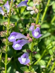 Scutellaria barbata