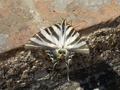 Iphiclides feisthamelii