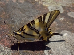 Iphiclides feisthamelii