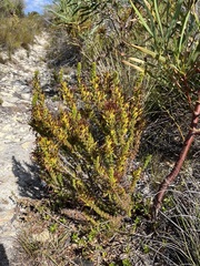 Erica coccinea