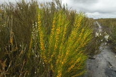 Acidonia microcarpa