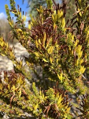 Erica coccinea