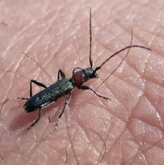 Cartallum ebulinum
