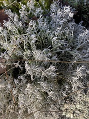 Cladonia rangiferina