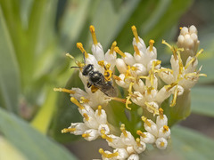 Lasioglossum viride