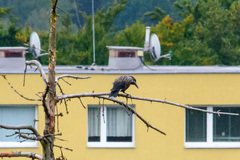 Nucifraga caryocatactes