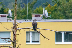 Nucifraga caryocatactes