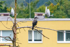 Nucifraga caryocatactes