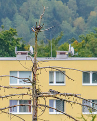 Nucifraga caryocatactes