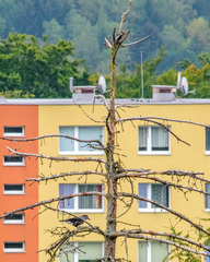 Nucifraga caryocatactes