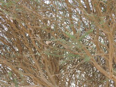 Vachellia tortilis