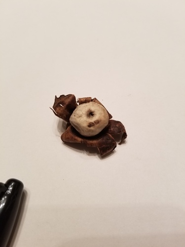 Geastrum