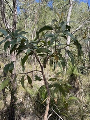 Acacia flavescens