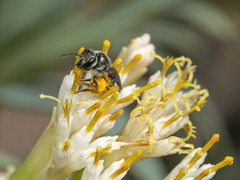 Lasioglossum viride