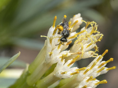 Lasioglossum viride