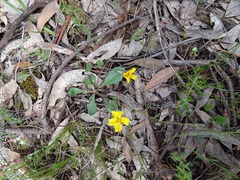 Goodenia lanata