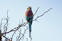 Coracias caudatus