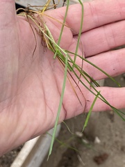 Elymus repens