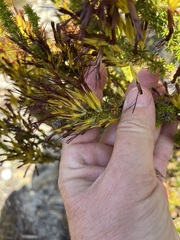 Erica coccinea