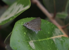 Anthene lycaenoides
