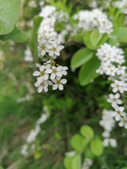 Spiraea cantoniensis