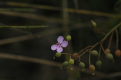Stylidium scandens