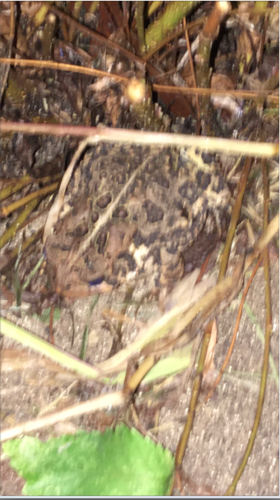 American Toad photographed in Wisconsin