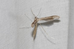 Stenoptilia zophodactylus