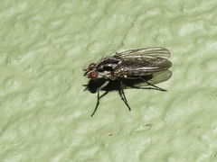 Hylemya latevittata
