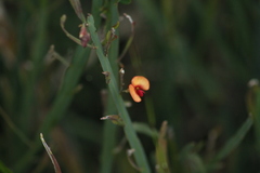 Bossiaea