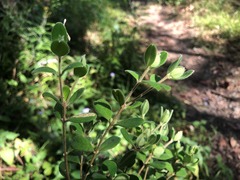 Pimelea altior