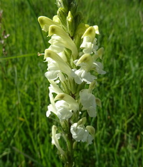 Pedicularis dolichorrhiza