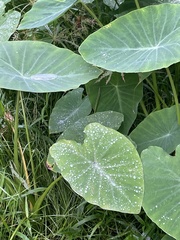 Colocasia