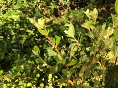 Pimelea altior