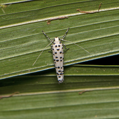 Ethmia clytodoxa