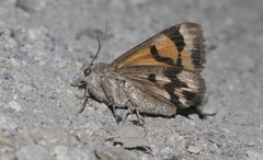 Drasteria edwardsii