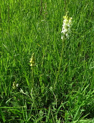 Pedicularis dolichorrhiza