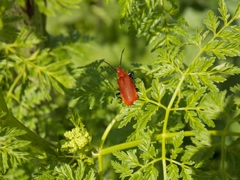 Pyrochroa serraticornis