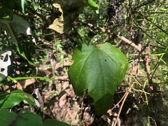 Passiflora herbertiana herbertiana