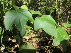 Passiflora herbertiana herbertiana