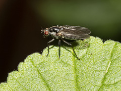 Hylemya latevittata