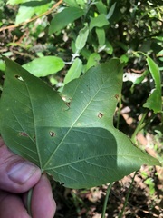 Passiflora herbertiana herbertiana