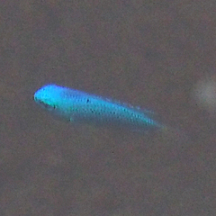 Pomacentrus coelestis