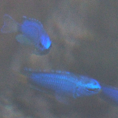 Pomacentrus coelestis