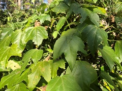Passiflora herbertiana herbertiana