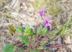 Pelargonium rodneyanum
