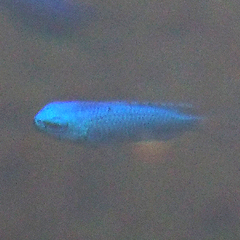 Pomacentrus coelestis