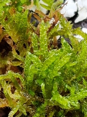 Hypnum cupressiforme