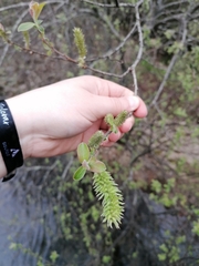 Salix salviifolia