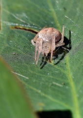 Araneus circulissparsus